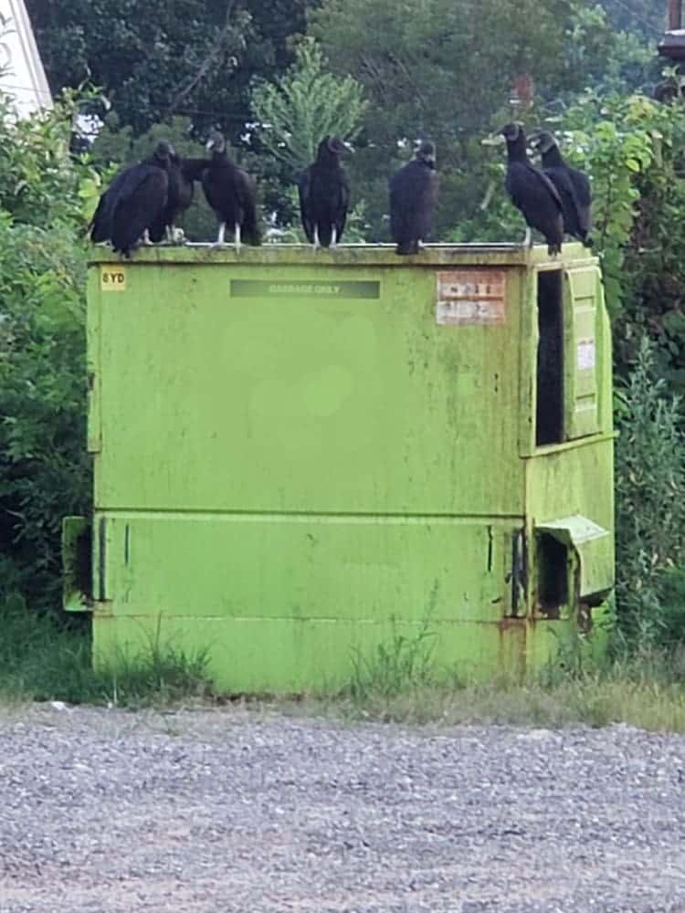 Green dumpster with vultures